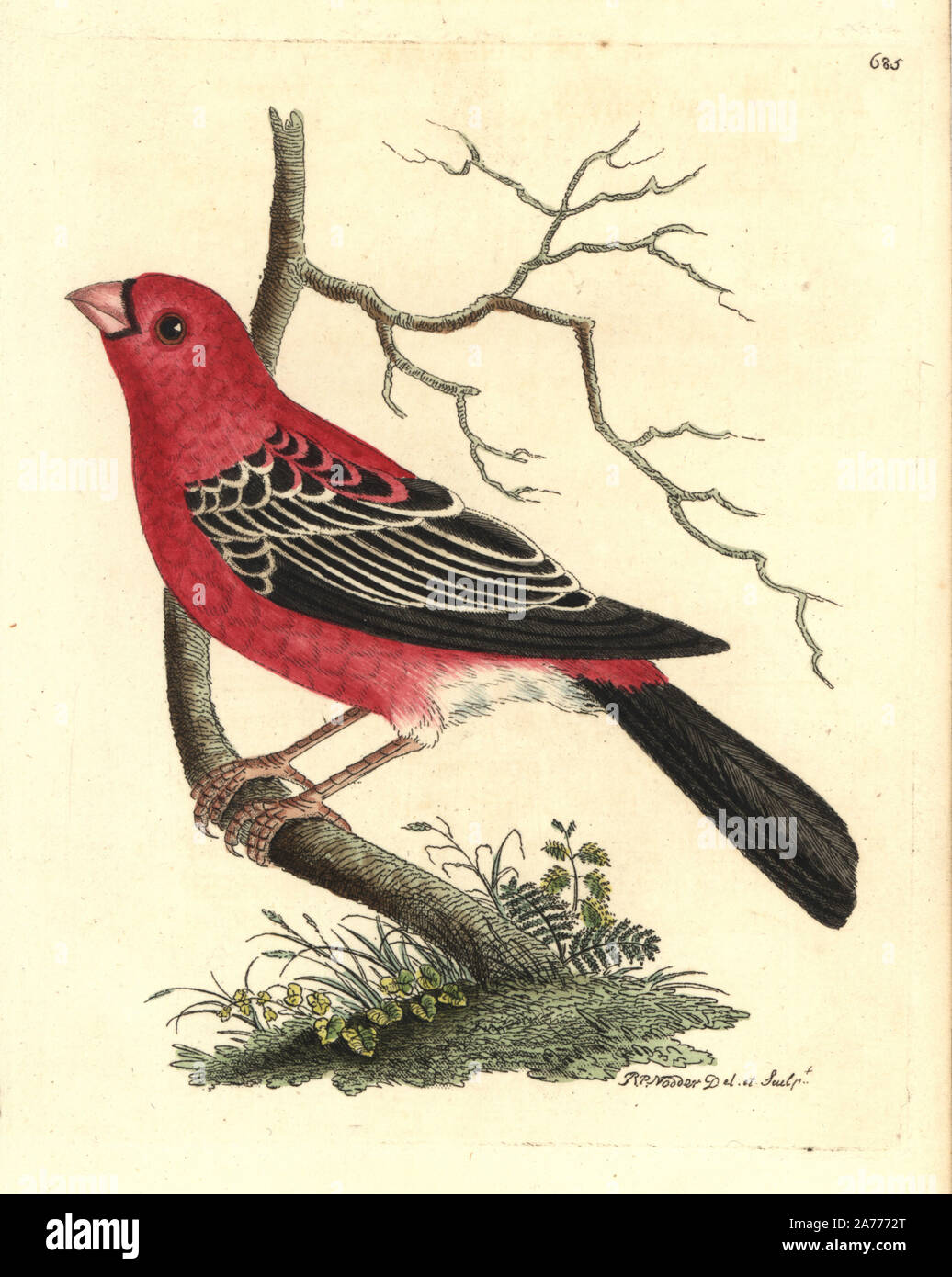Pine grosbeak, Pinicola enucleator. Illustration drawn and engraved by Richard Polydore Nodder. Handcoloured copperplate engraving from George Shaw and Frederick Nodder's 'The Naturalist's Miscellany,' London, 1801. Stock Photo