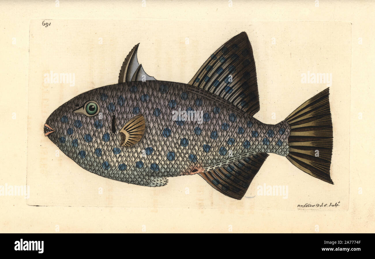 Rough triggerfish, Canthidermis maculata. Illustration drawn and engraved by Richard Polydore Nodder. Handcoloured copperplate engraving from George Shaw and Frederick Nodder's 'The Naturalist's Miscellany,' London, 1801. Stock Photo