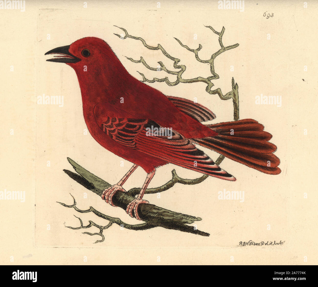 Summer tanager, Piranga rubra. Illustration drawn and engraved by Richard Polydore Nodder. Handcoloured copperplate engraving from George Shaw and Frederick Nodder's 'The Naturalist's Miscellany,' London, 1801. Stock Photo