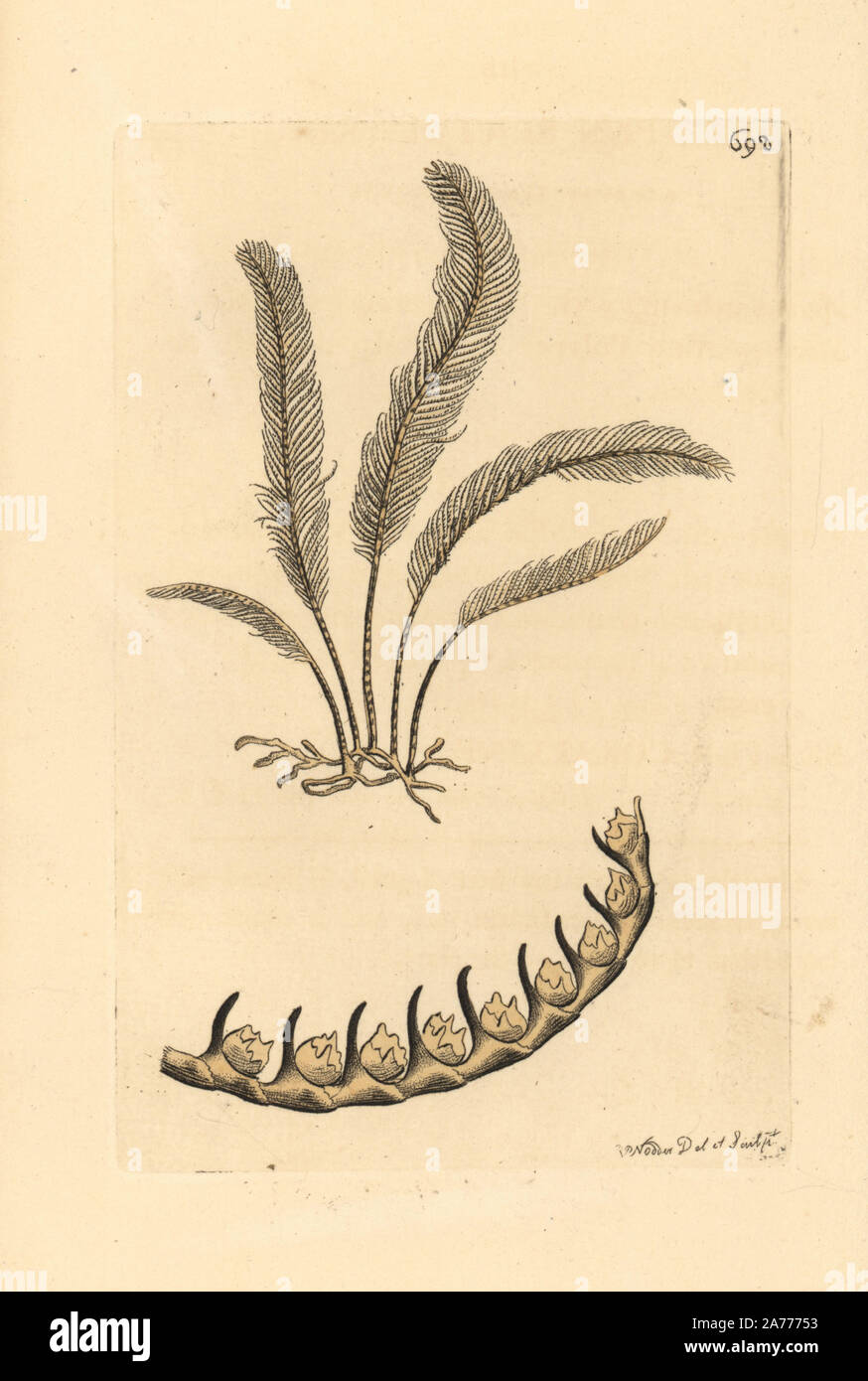 Sea pen, Pennatula phosphorea? Illustration drawn and engraved by Richard Polydore Nodder. Handcoloured copperplate engraving from George Shaw and Frederick Nodder's 'The Naturalist's Miscellany,' London, 1801. Stock Photo