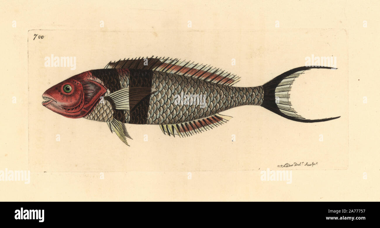 Bluehead fish, Thalassoma bifasciatum. Illustration drawn and engraved by Richard Polydore Nodder. Handcoloured copperplate engraving from George Shaw and Frederick Nodder's 'The Naturalist's Miscellany,' London, 1805. Stock Photo