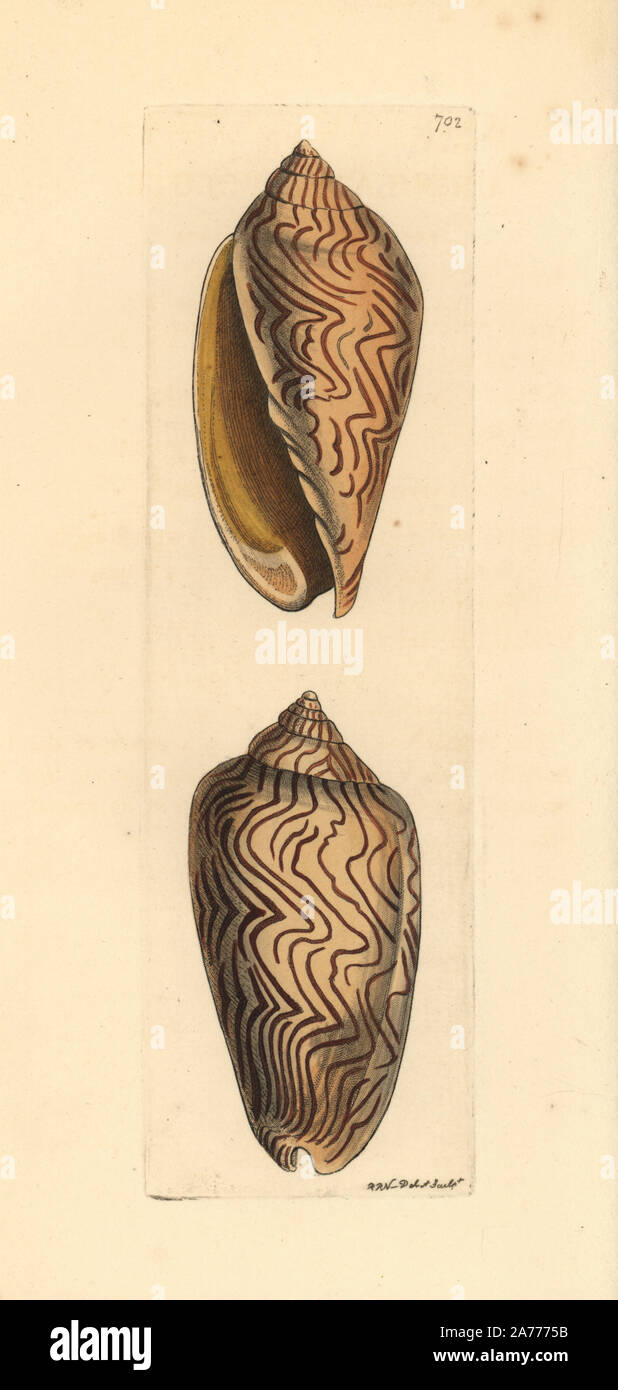 Amoria undulata sea snail. Illustration drawn and engraved by Richard Polydore Nodder. Handcoloured copperplate engraving from George Shaw and Frederick Nodder's 'The Naturalist's Miscellany,' London, 1805. Stock Photo