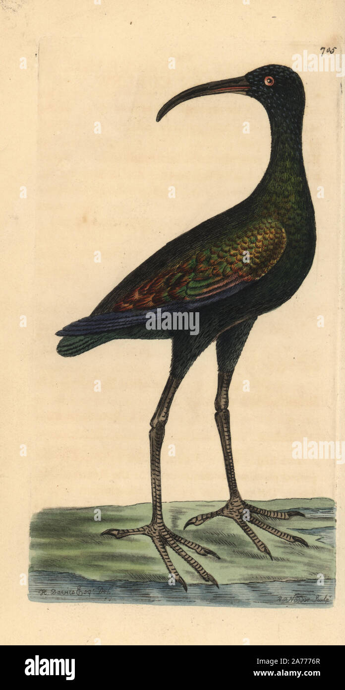 Limpkin or carrao, Aramus guarauna. Illustration drawn and engraved by Richard Polydore Nodder. Handcoloured copperplate engraving from George Shaw and Frederick Nodder's 'The Naturalist's Miscellany,' London, 1805. Stock Photo