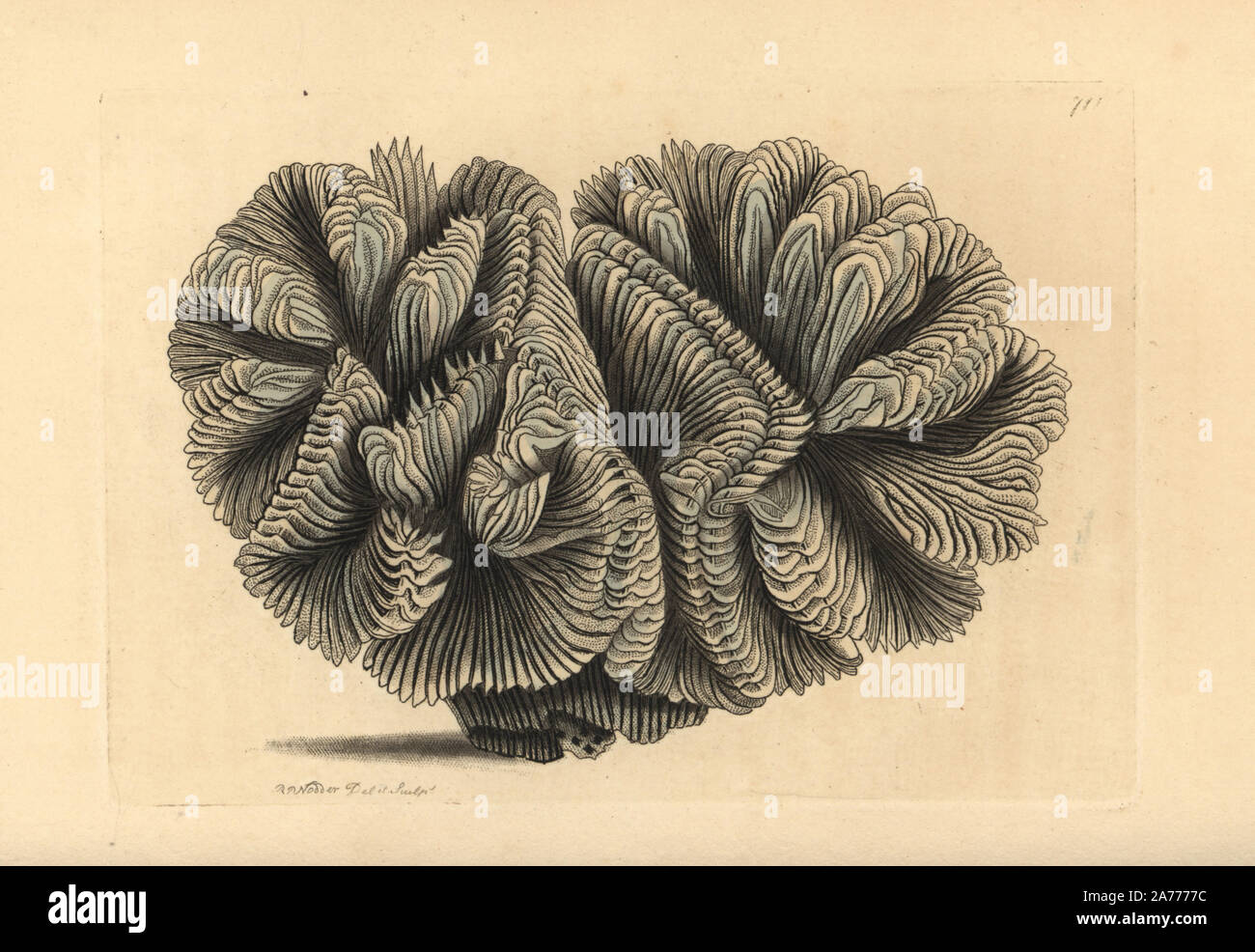 Curled madrepore or crested Indian coral, Madrepora cincinnata. Illustration drawn and engraved by Richard Polydore Nodder. Handcoloured copperplate engraving from George Shaw and Frederick Nodder's 'The Naturalist's Miscellany,' London, 1805. Stock Photo