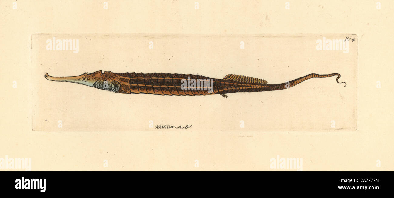 Alligator pipefish, Syngnathoides biaculeatus. Illustration drawn and engraved by Richard Polydore Nodder. Handcoloured copperplate engraving from George Shaw and Frederick Nodder's 'The Naturalist's Miscellany,' London, 1805. Stock Photo
