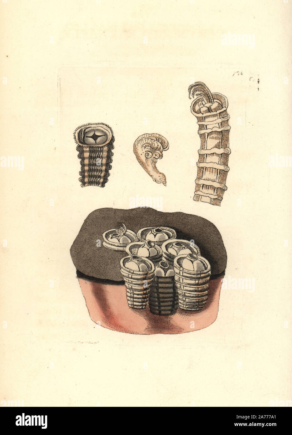Coronulid barnacles, Tubicinella major. Illustration drawn and engraved by Richard Polydore Nodder. Handcoloured copperplate engraving from George Shaw and Frederick Nodder's 'The Naturalist's Miscellany,' London, 1805. Stock Photo