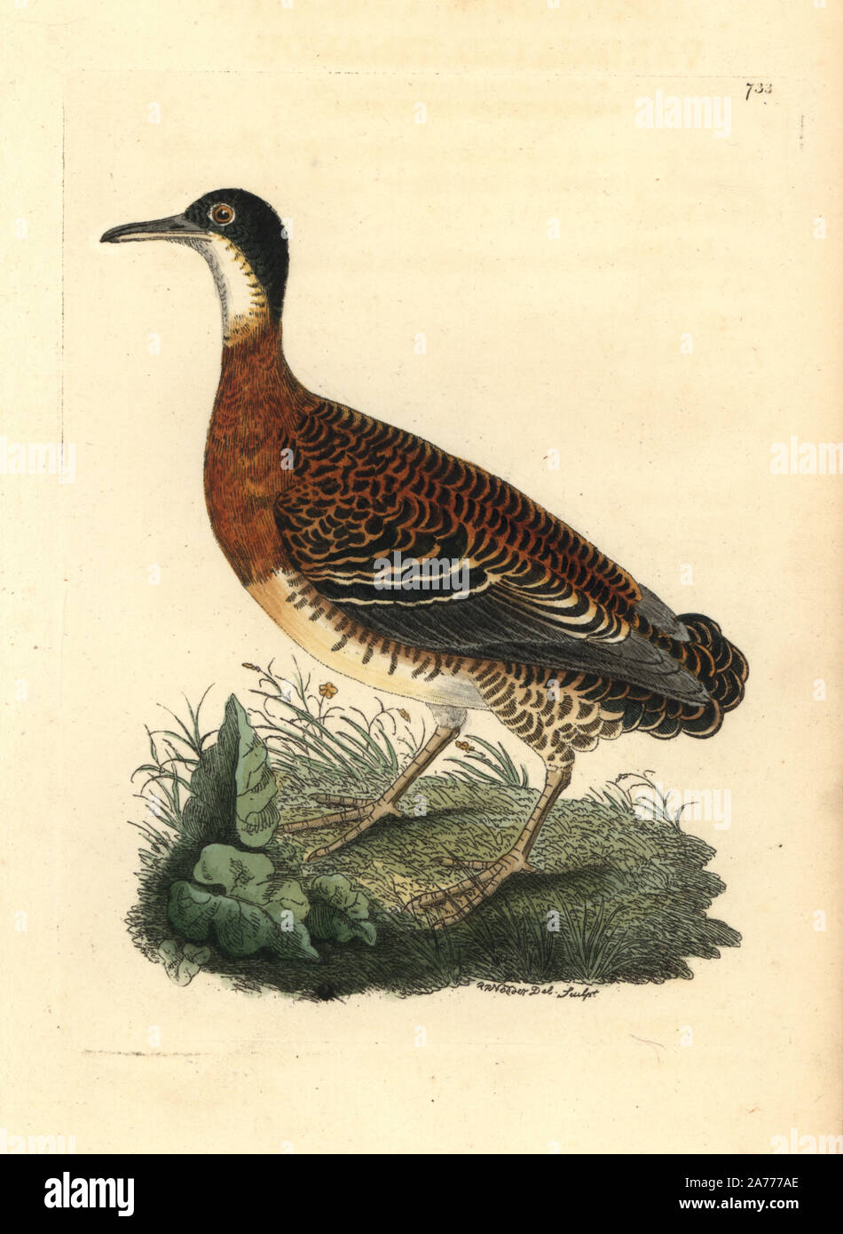 Variegated tinamou, Crypturellus variegatus. Illustration drawn and engraved by Richard Polydore Nodder. Handcoloured copperplate engraving from George Shaw and Frederick Nodder's 'The Naturalist's Miscellany,' London, 1805. Stock Photo