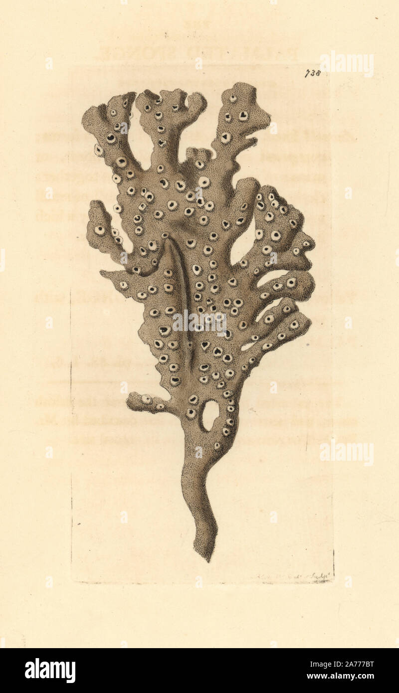 Mermaid's glove or finger sponge, Haliclona oculata. Illustration drawn and engraved by Richard Polydore Nodder. Handcoloured copperplate engraving from George Shaw and Frederick Nodder's 'The Naturalist's Miscellany,' London, 1805. Stock Photo