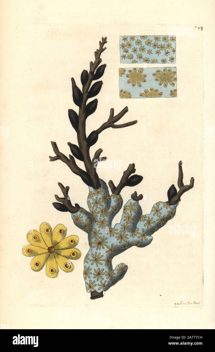 Star ascidian or golden star tunicate, Botryllus schlosseri, soft coral growing on seaweed. Illustration drawn and engraved by Richard Polydore Nodder. Handcoloured copperplate engraving from George Shaw and Frederick Nodder's 'The Naturalist's Miscellany,' London, 1805. Stock Photo