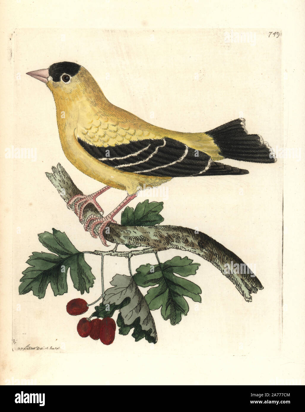 American goldfinch, Carduelis tristis. Illustration drawn and engraved by Richard Polydore Nodder. Handcoloured copperplate engraving from George Shaw and Frederick Nodder's 'The Naturalist's Miscellany,' London, 1805. Stock Photo