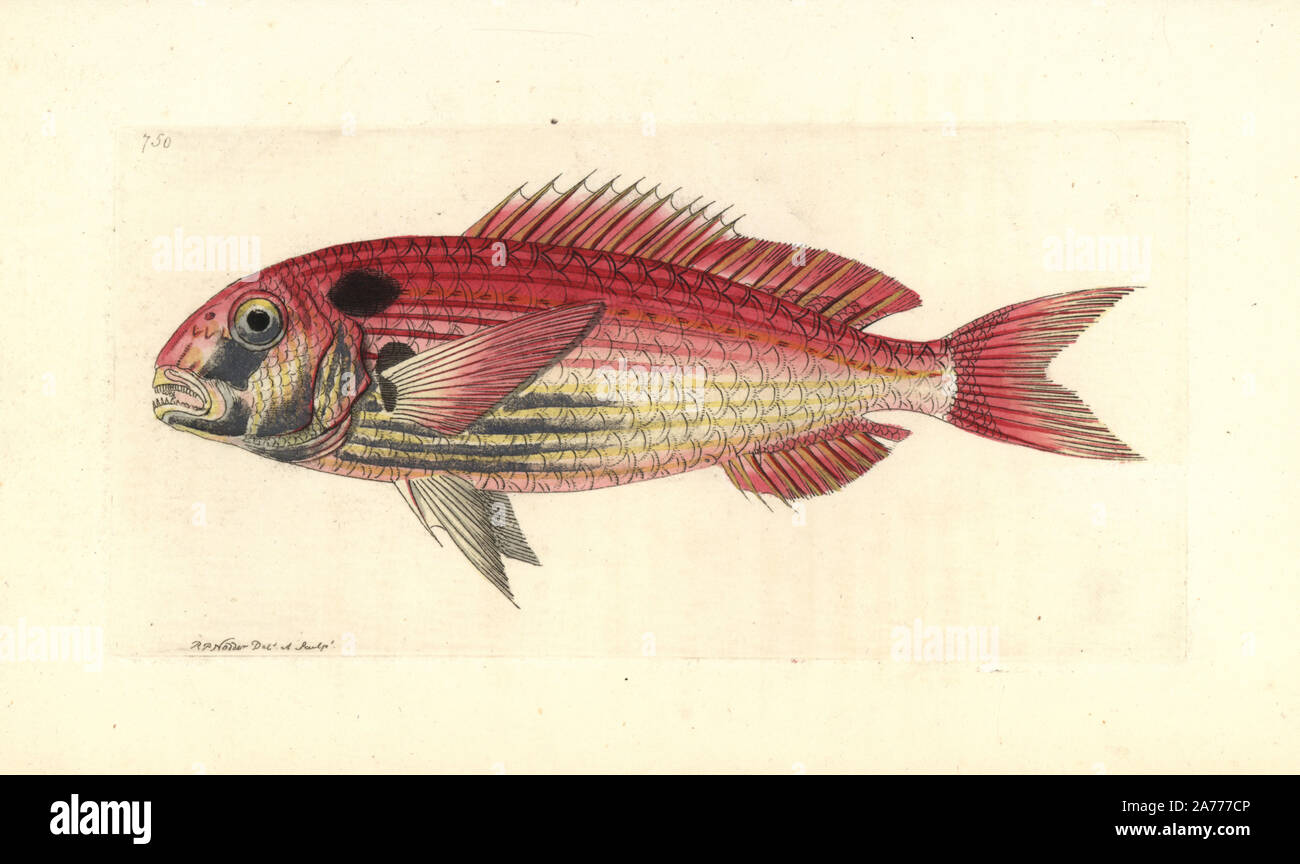Common seabream or red porgy, Pagrus pagrus. Endangered. illustration, handcoloured, copperplate, engraving, George Shaw, Frederick Nodder, Richard Polydore Nodder, Naturalist's Miscellany, zoology, natural, history, Stock Photo