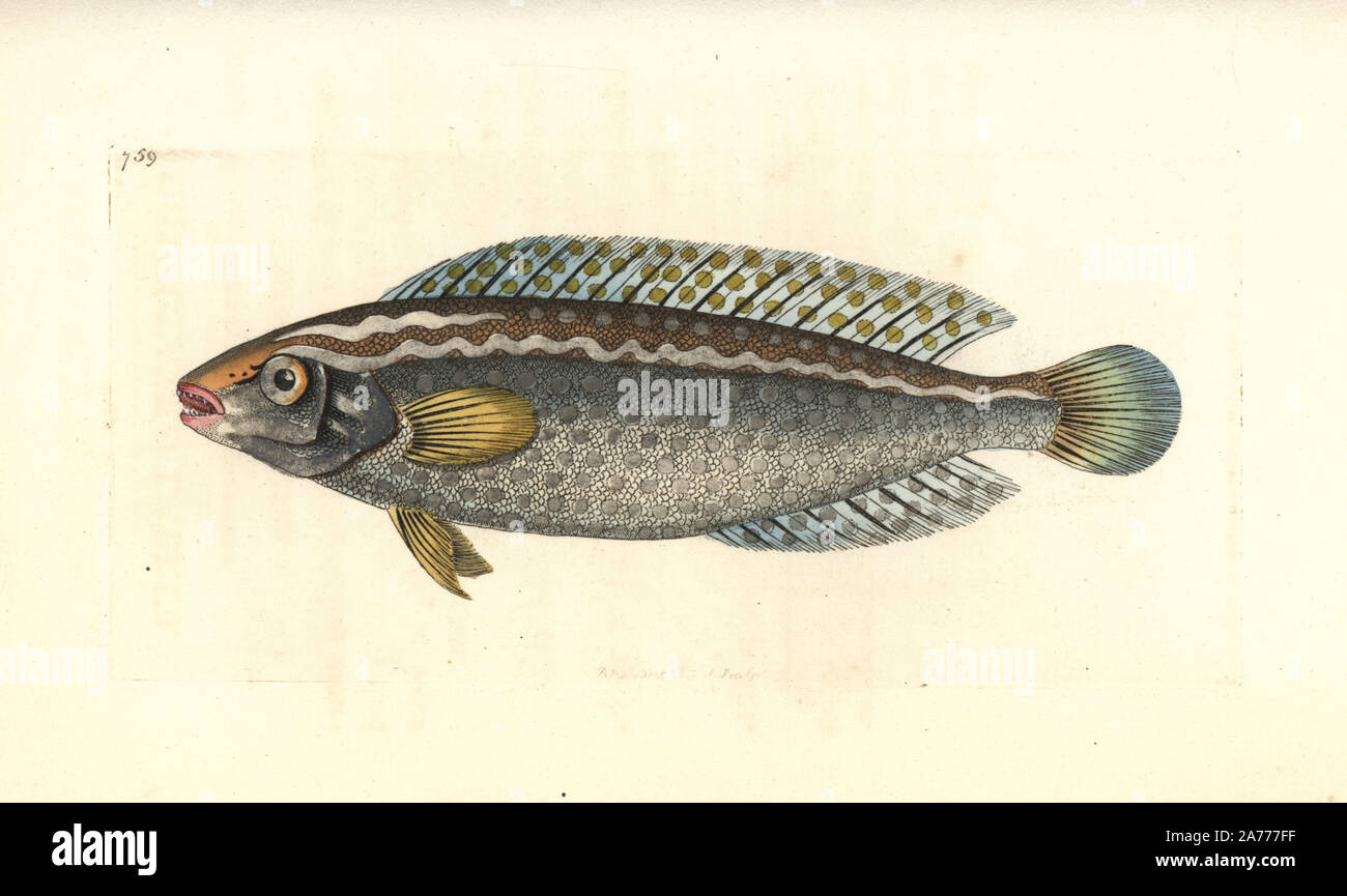 Argus wrasse, Halichoeres argus. Illustration drawn and engraved by Richard Polydore Nodder. Handcoloured copperplate engraving from George Shaw and Frederick Nodder's 'The Naturalist's Miscellany,' London, 1805. Stock Photo