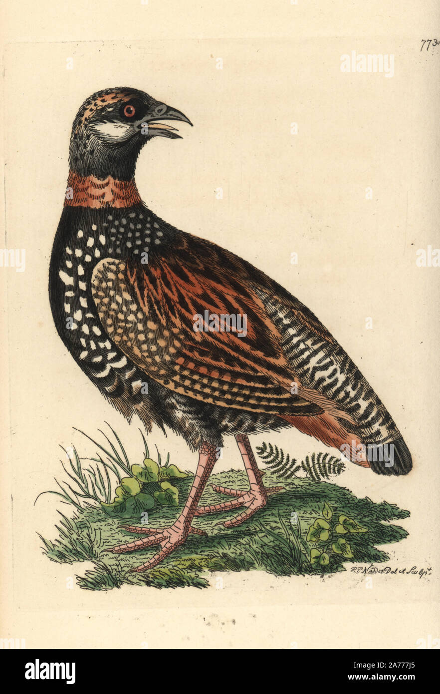 Black francolin, Francolinus francolinus. Illustration drawn and engraved by Richard Polydore Nodder. Handcoloured copperplate engraving from George Shaw and Frederick Nodder's 'The Naturalist's Miscellany,' London, 1805. Stock Photo
