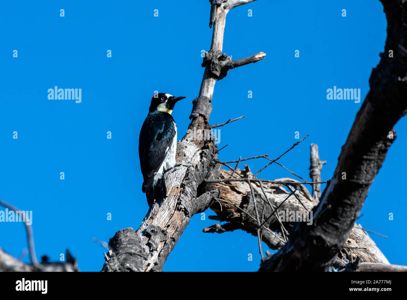 Hungry Acorn Woodpecker clings to dried tree trunk while pecking a hole in the wood and looking out for danger. Stock Photo