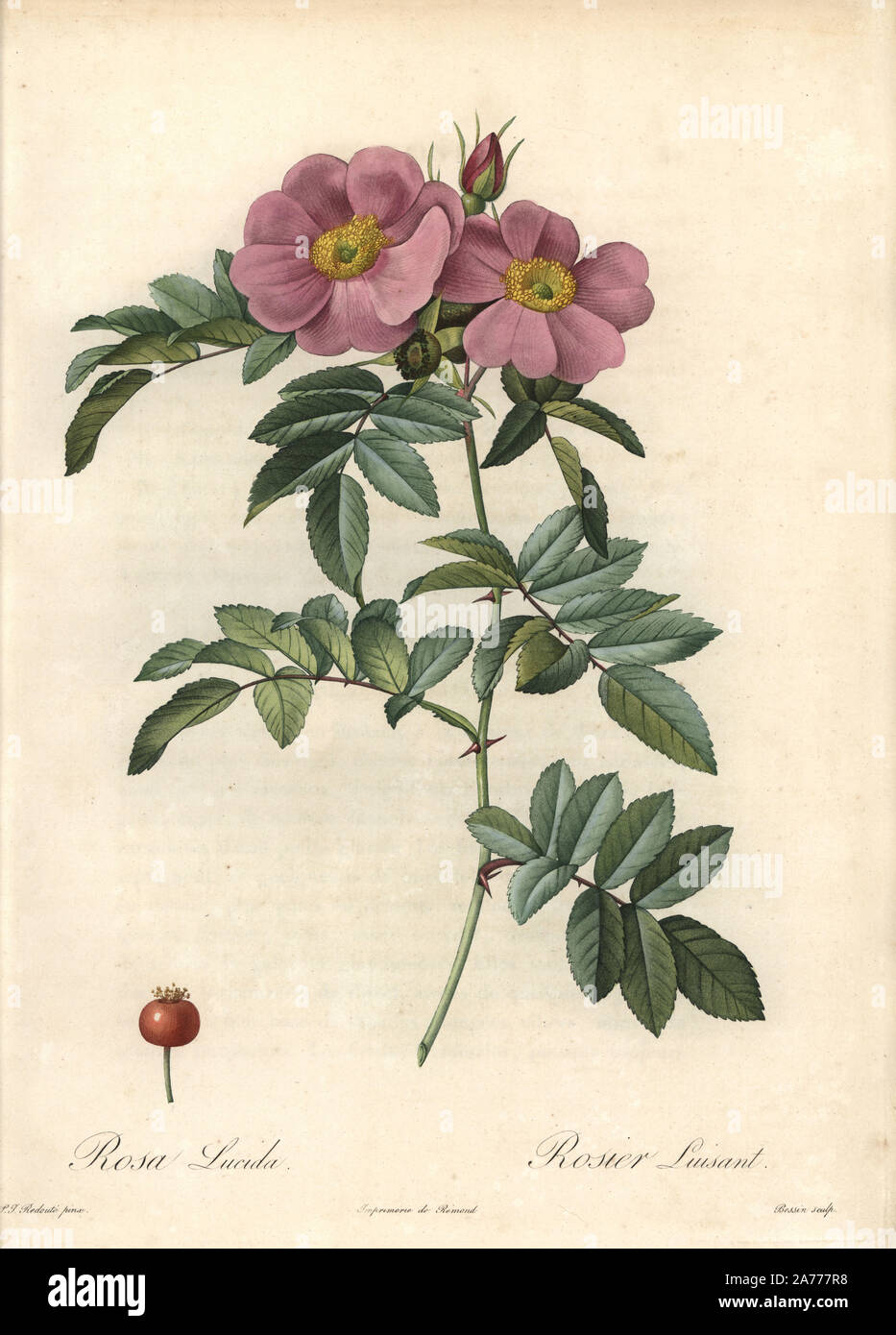 Virginia rose rosa virginiana hi-res stock photography and images - Alamy