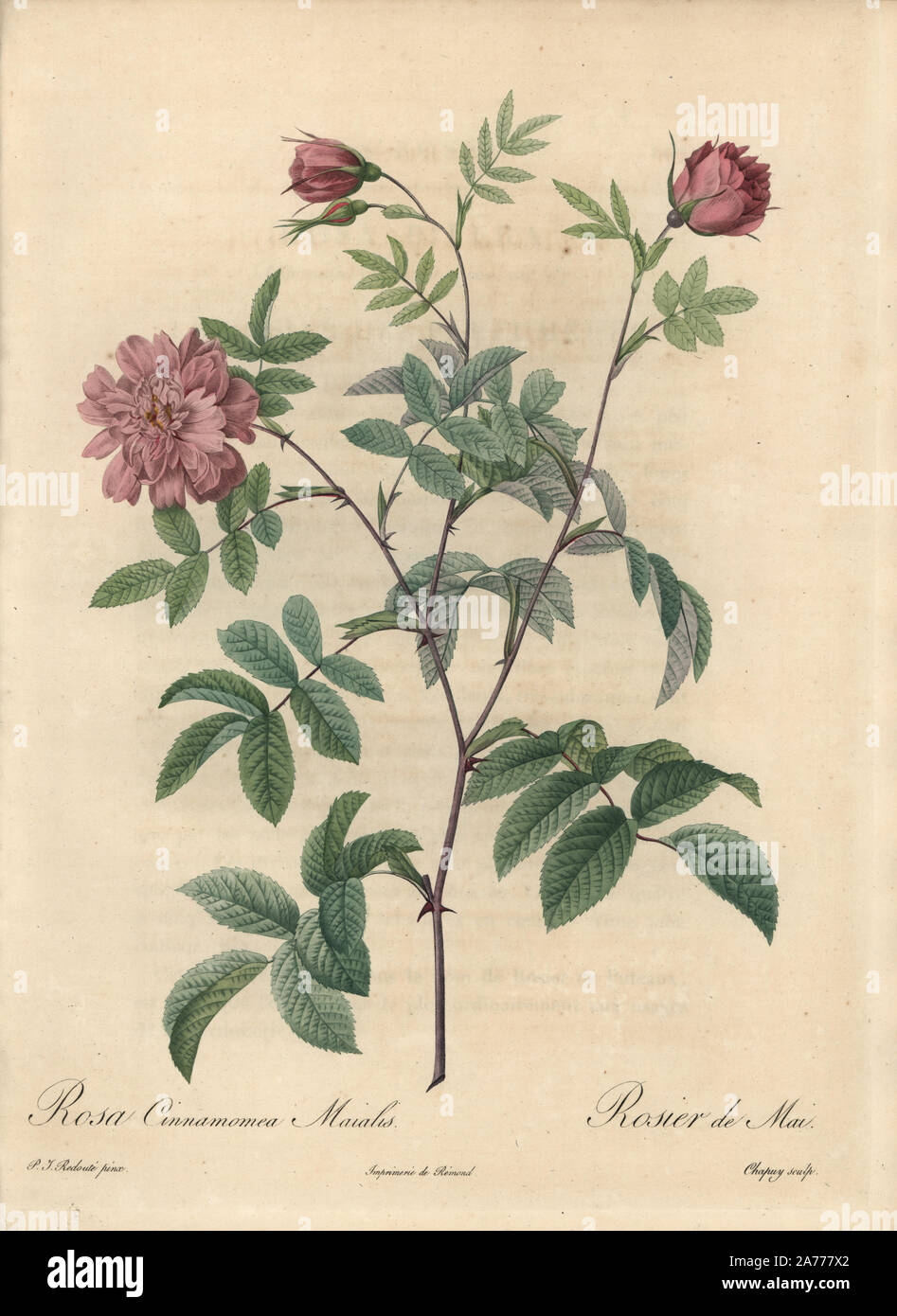 May rose, Rosa majalis variety (Rosa cinnamomea maialis). Handcoloured stipple copperplate engraving by Chapuy after an illustration by Pierre-Joseph Redoute from 'Les Roses,' Firmin Didot, Paris, 1817. Stock Photo