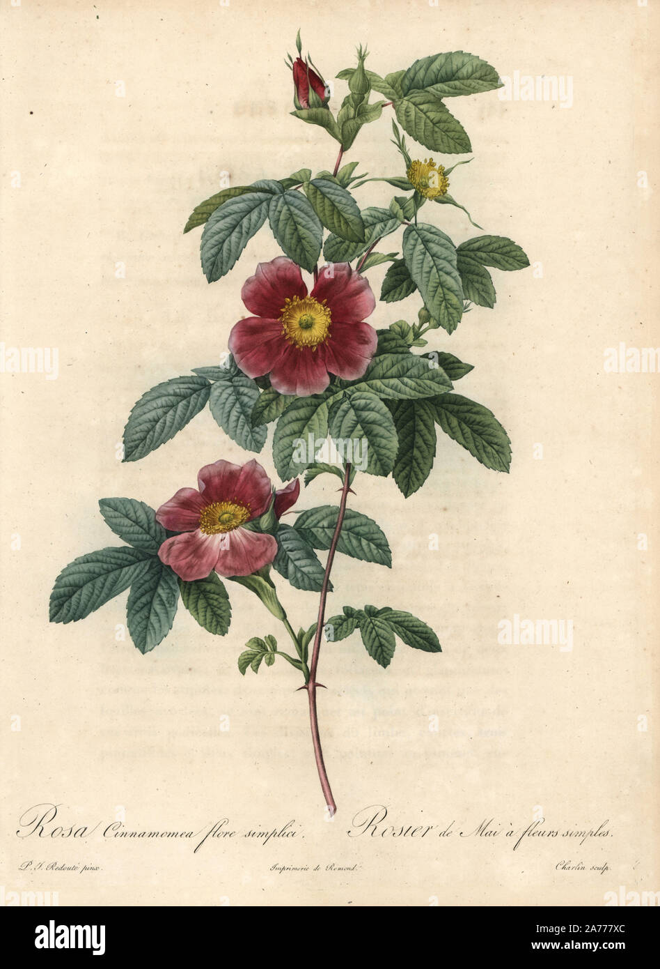 Single May rose, Rosa majalis (Rosa cinnamomea flore simplici). Handcoloured stipple copperplate engraving by Charlin after an illustration by Pierre-Joseph Redoute from 'Les Roses,' Firmin Didot, Paris, 1817. Stock Photo