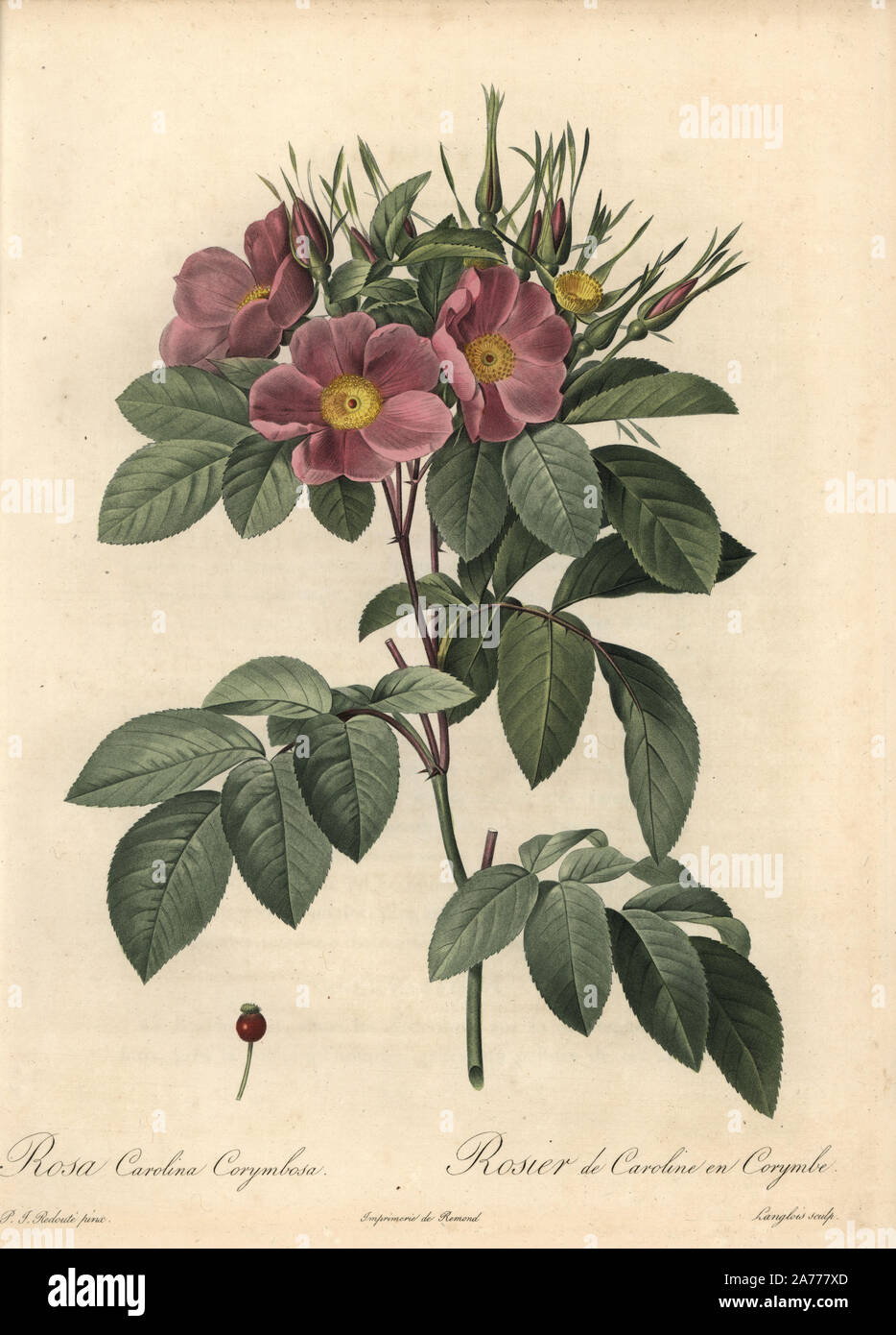 Corymbosa Carolina rose, Rosa carolina variety (Rosa carolina corymbosa). Handcoloured stipple copperplate engraving by Langlois after an illustration by Pierre-Joseph Redoute from 'Les Roses,' Firmin Didot, Paris, 1817. Stock Photo