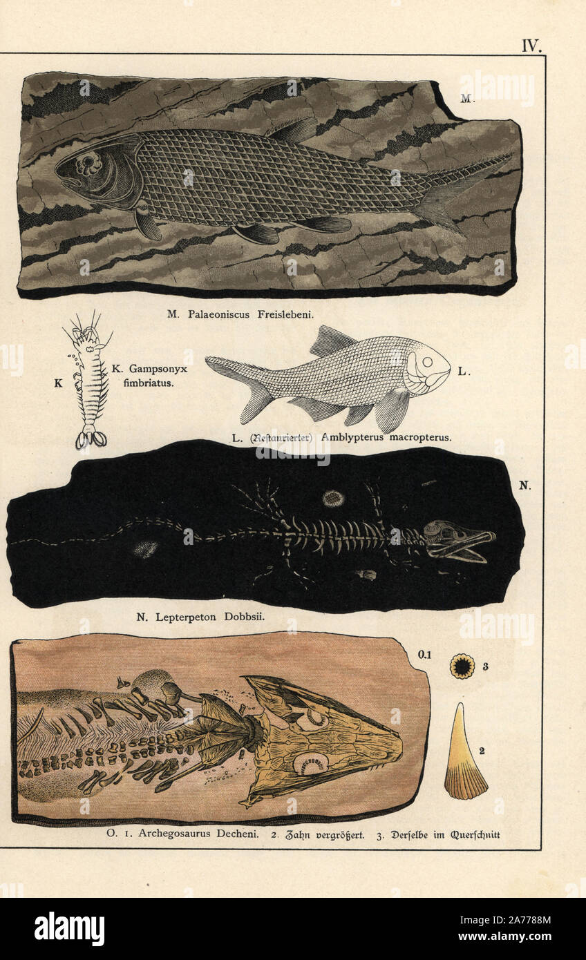 Fossils of fish, crustaceans, and amphibians: Uronectes fimbriatus (Gampsonyx fimbriatus), Amblypterus macropterus (restoration), Palaeoniscus freislebeni, tetrapod Lepterpeton dobbsii, and temnospondyl Archegosaurus decheni. Chromolithograph from Dr. Fr. Rolle's 'Geology and Paleontology' section in Gotthilf Heinrich von Schubert's 'Naturgeschichte,' Schreiber, Munich, 1886. Stock Photo