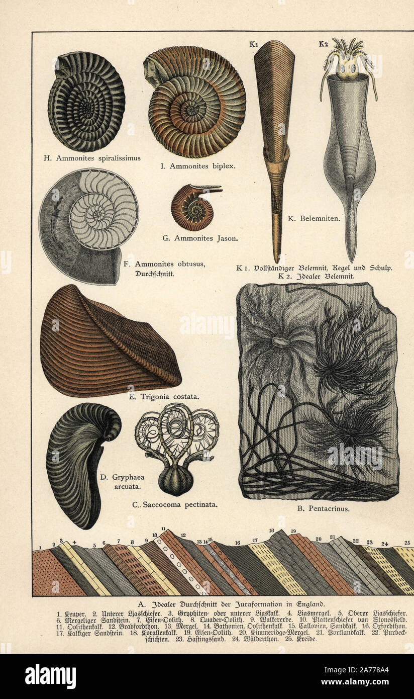 Extinct crinoids Pentacrinites, Saccocoma pectinata, foam oyster Gryphaea arcuata, clam Trigonia costata, Ammonites obtusus, Ammonites jason, Ammonites spiralissimus, Ammonites biplex, and cephalopod (squid) Belemnoid. Chromolithograph from Dr. Fr. Rolle's 'Geology and Paleontology' section in Gotthilf Heinrich von Schubert's 'Naturgeschichte,' Schreiber, Munich, 1886. Stock Photo