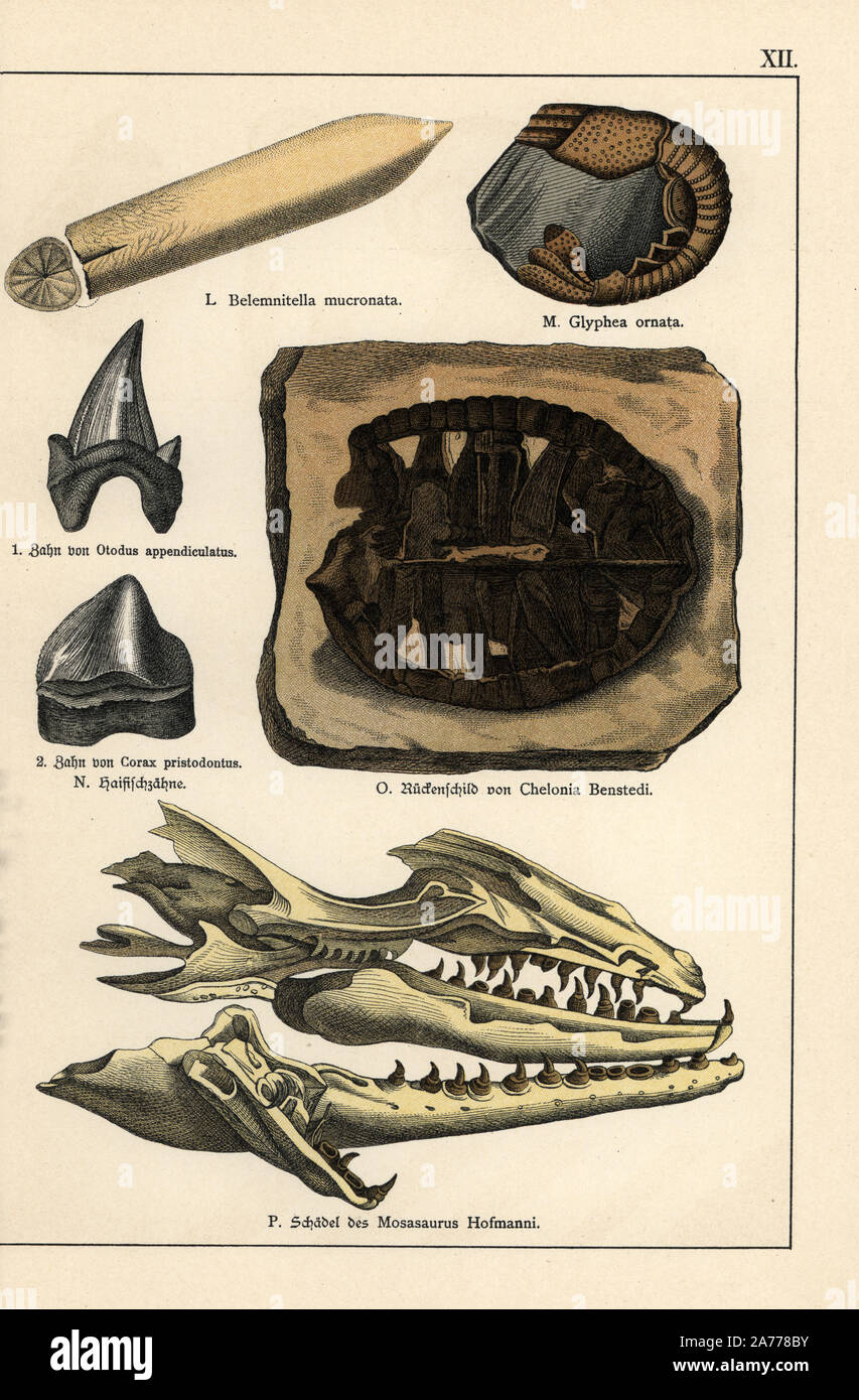 Fossils of extinct celaphopod Belemnitella mucronata, crustacean Glyphea ornata, tooth of the mackerel shark Otodus appendiculatus, tooth of shark Squalicorax pristodontus (Corax pristodontus), turtle Chelonia benstedi, and skull of aquatic lizard Mosasaurus hofmanni. Chromolithograph from Dr. Fr. Rolle's 'Geology and Paleontology' section in Gotthilf Heinrich von Schubert's 'Naturgeschichte,' Schreiber, Munich, 1886. Stock Photo