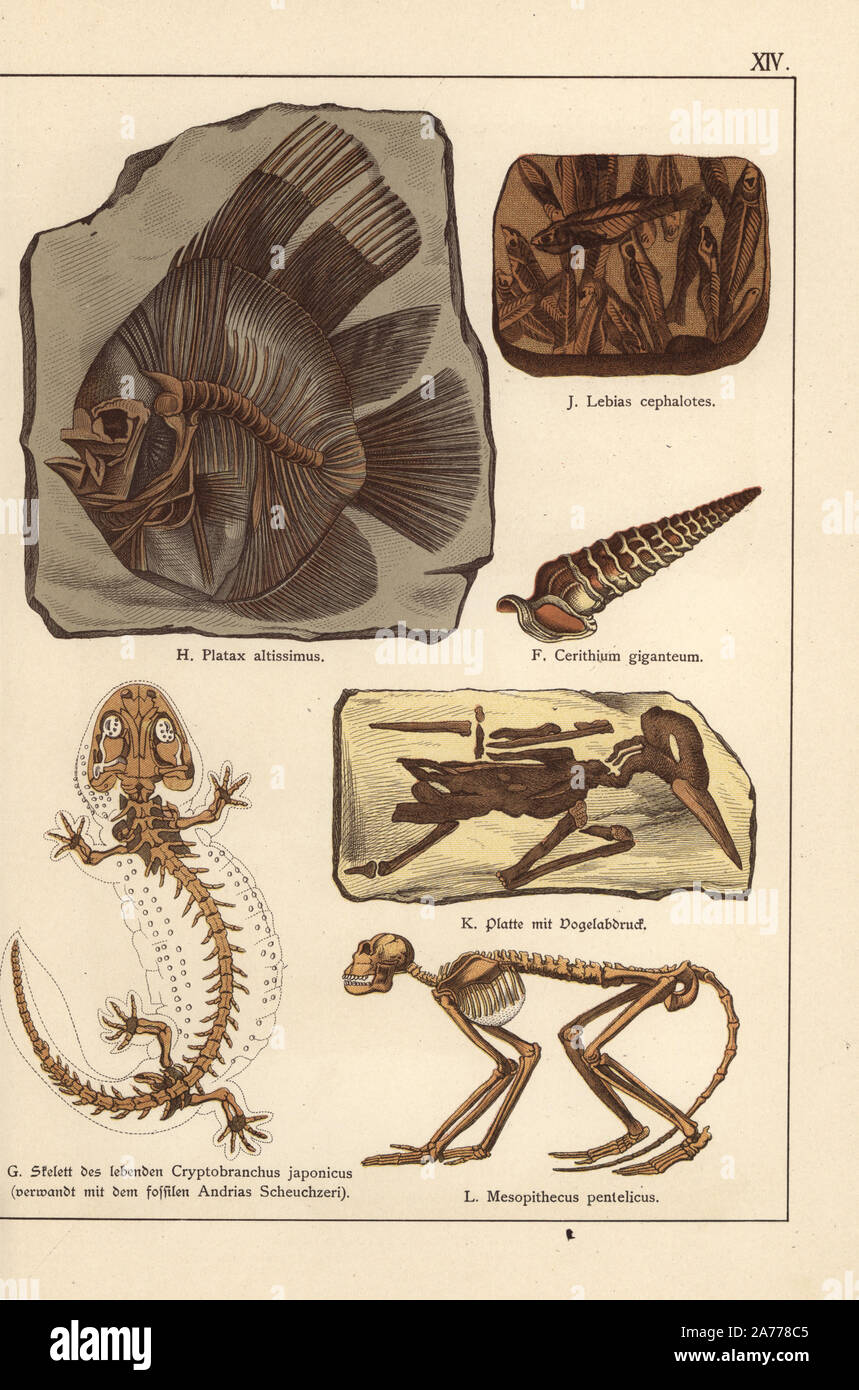 Fossil skeletons of extinct spiny creeper shell Cerithium giganteum, living Japanese giant salamander, Andrias japonicus (Cryptobranchus japonicus), fossil fish Platax altissumus and Lebias cephalotes, print of bird, and skeleton of middle monkey Mesopithecus pentelicus. Chromolithograph from Dr. Fr. Rolle's 'Geology and Paleontology' section in Gotthilf Heinrich von Schubert's 'Naturgeschichte,' Schreiber, Munich, 1886. Stock Photo