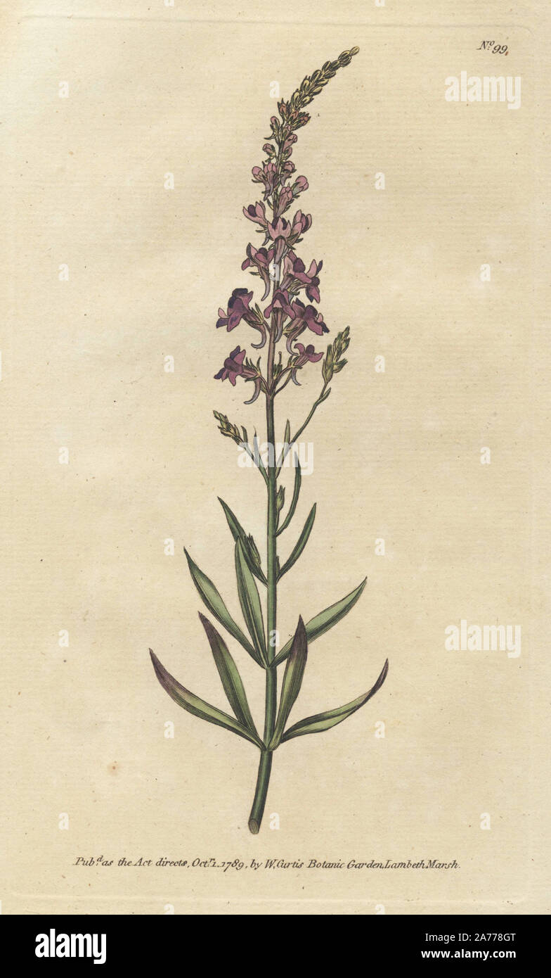 Purple toad-flax, Linaria purpurea (Antirrhinum purpureum). Handcolored copperplate engraving from a botanical illustration by James Sowerby from William Curtis's 'Botanical Magazine,' Lambeth, London, 1789. Stock Photo