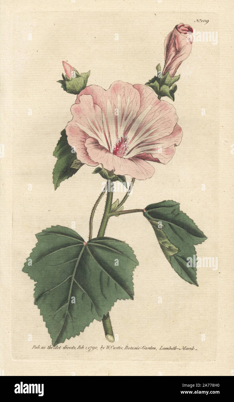 Annual mallow, Malva trimestris (Lavatera trimestris). Handcolored copperplate engraving from a botanical illustration by James Sowerby from William Curtis's 'Botanical Magazine,' Lambeth, London, 1790. Stock Photo
