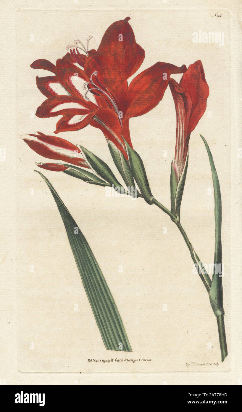 Superb corn-flag, Gladiolus cardinalis. Handcolored copperplate drawn and engraved by Sydenham Edwards from William Curtis's 'Botanical Magazine,' Lambeth, London, 1790. Stock Photo
