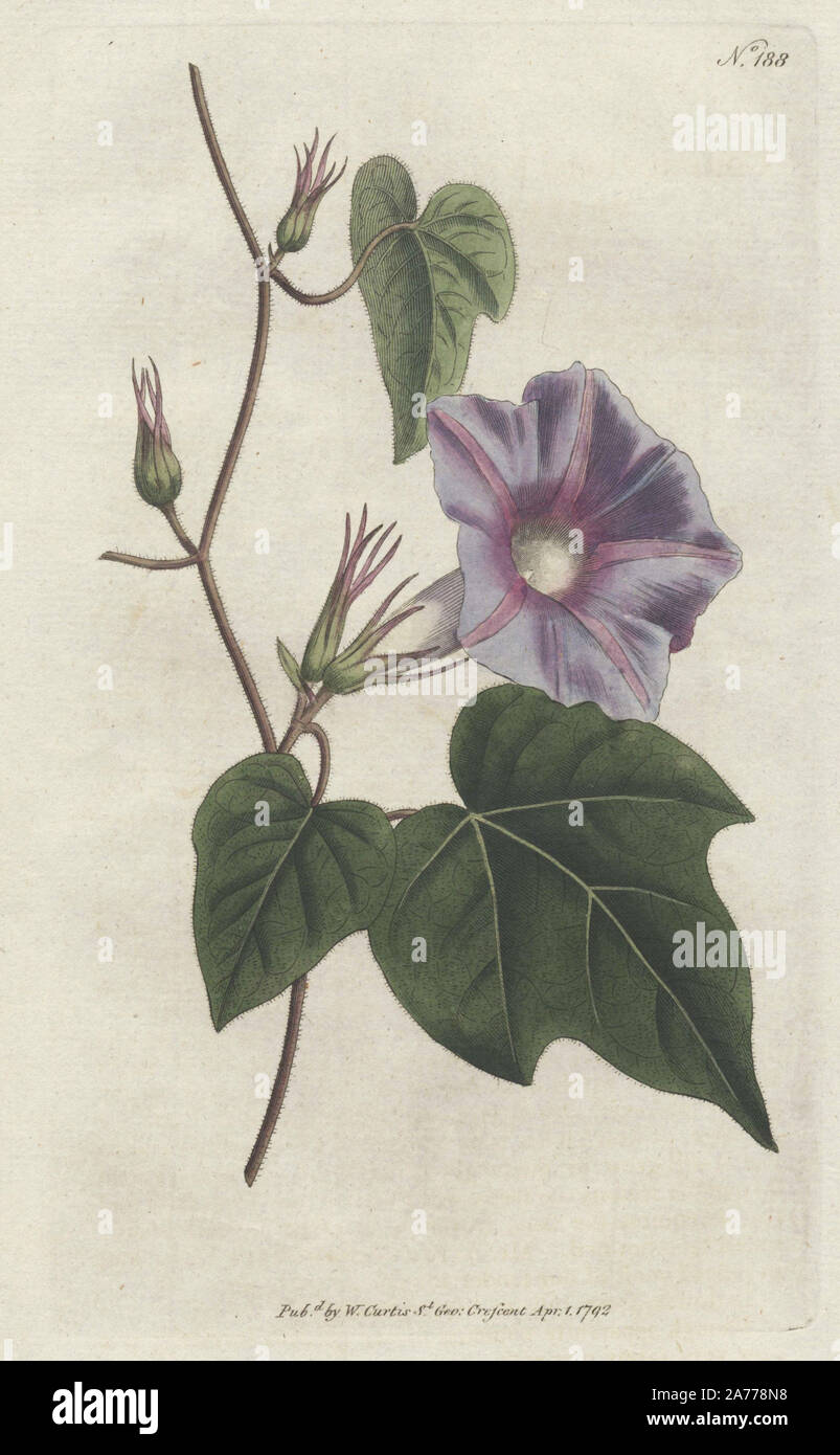 Azure convolvulus or morning glory, Ipomoea hederacea (Convolvulus nil). Handcolored copperplate drawn by James Sowerby from William Curtis's 'Botanical Magazine,' St. George's Crescent, London, 1792. Stock Photo