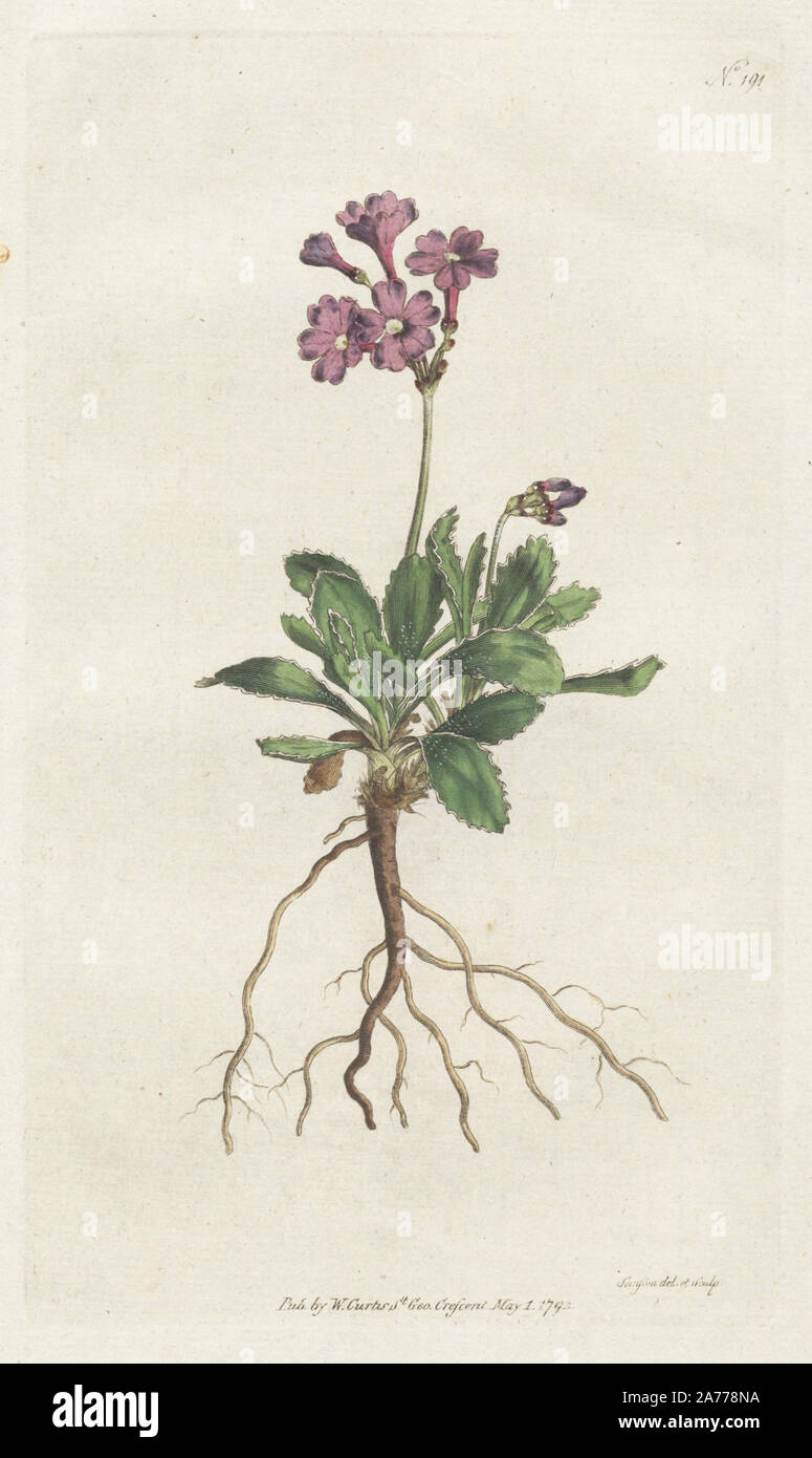Silver-edged primula, Primula marginata. Handcolored copperplate drawn and engraved by Sydenham Edwards from William Curtis's 'Botanical Magazine,' St. George's Crescent, London, 1792. Stock Photo