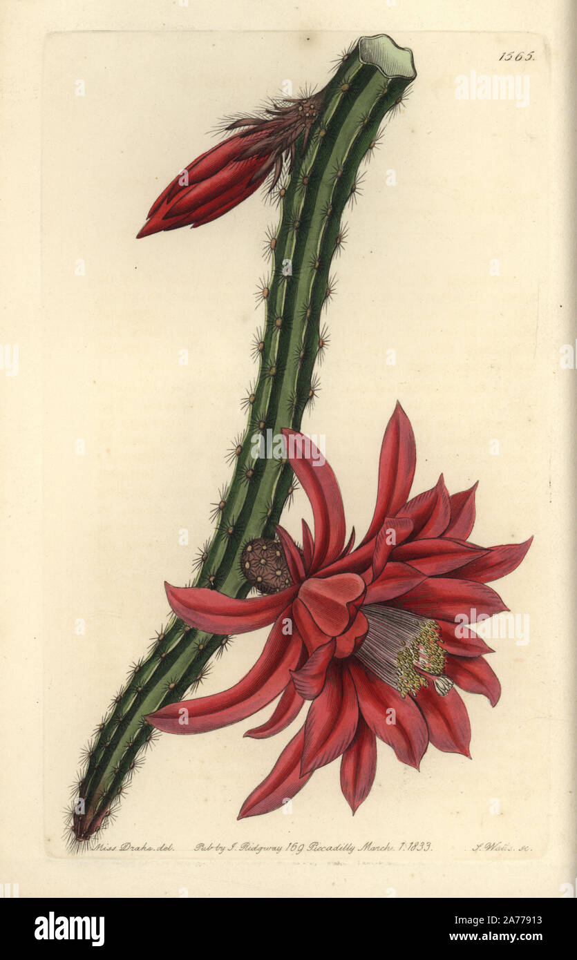 Crimson creeping cereus, Cactus speciosissimus x C. flagelliformis hybrid. Handcoloured copperplate engraving by S. Watts after an illustration by Miss Drake from Sydenham Edwards' 'The Botanical Register,' London, Ridgway, 1833. Sarah Anne Drake (1803-1857) drew over 1,300 plates for the botanist John Lindley, including many orchids. Stock Photo