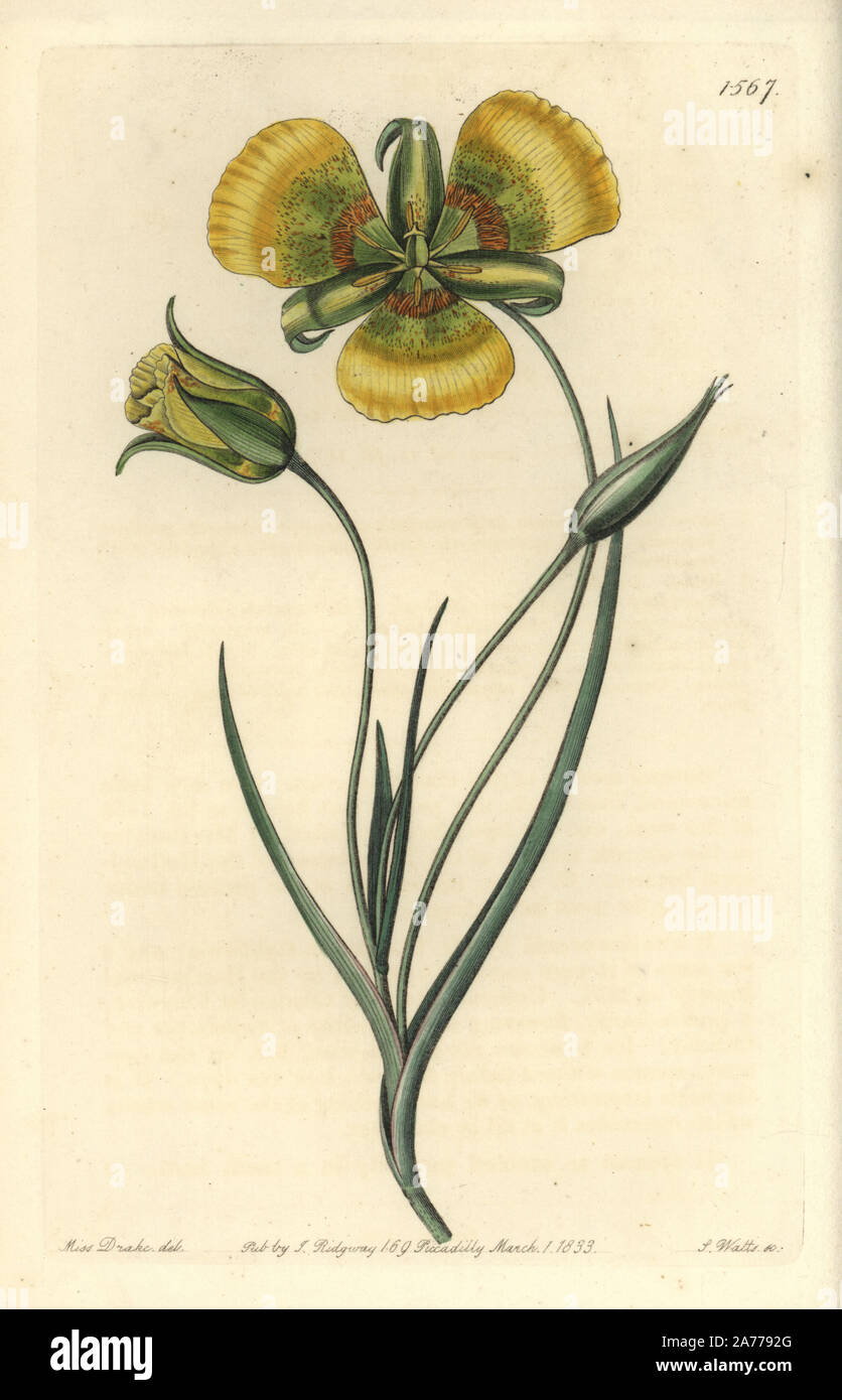 Yellow mariposa lily, Calochortus luteus. Handcoloured copperplate engraving by S. Watts after an illustration by Miss Drake from Sydenham Edwards' 'The Botanical Register,' London, Ridgway, 1833. Sarah Anne Drake (1803-1857) drew over 1,300 plates for the botanist John Lindley, including many orchids. Stock Photo