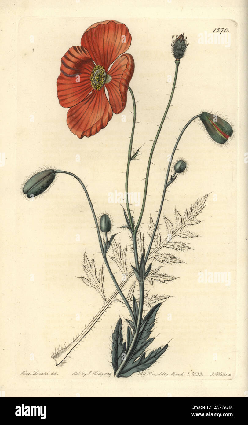 Persian poppy, Papaver persicum. Handcoloured copperplate engraving by S. Watts after an illustration by Miss Drake from Sydenham Edwards' 'The Botanical Register,' London, Ridgway, 1833. Sarah Anne Drake (1803-1857) drew over 1,300 plates for the botanist John Lindley, including many orchids. Stock Photo