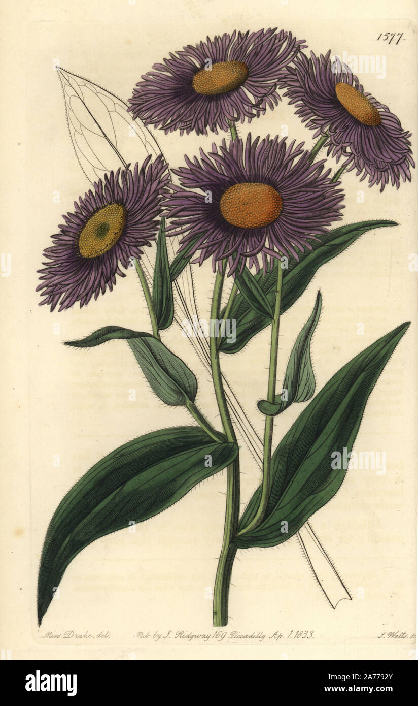Aspen fleabane, Erigeron speciosus (Shewy stenactis, Stenactis speciosa). Handcoloured copperplate engraving by S. Watts after an illustration by Miss Drake from Sydenham Edwards' 'The Botanical Register,' London, Ridgway, 1833. Sarah Anne Drake (1803-1857) drew over 1,300 plates for the botanist John Lindley, including many orchids. Stock Photo