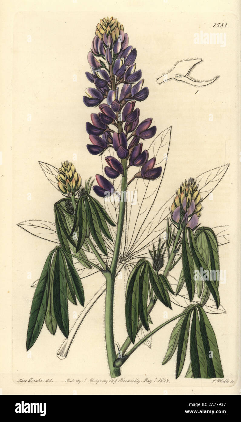 Mexican lupine, Lupinus elegans (Droopingleaved lupine). Handcoloured copperplate engraving by
