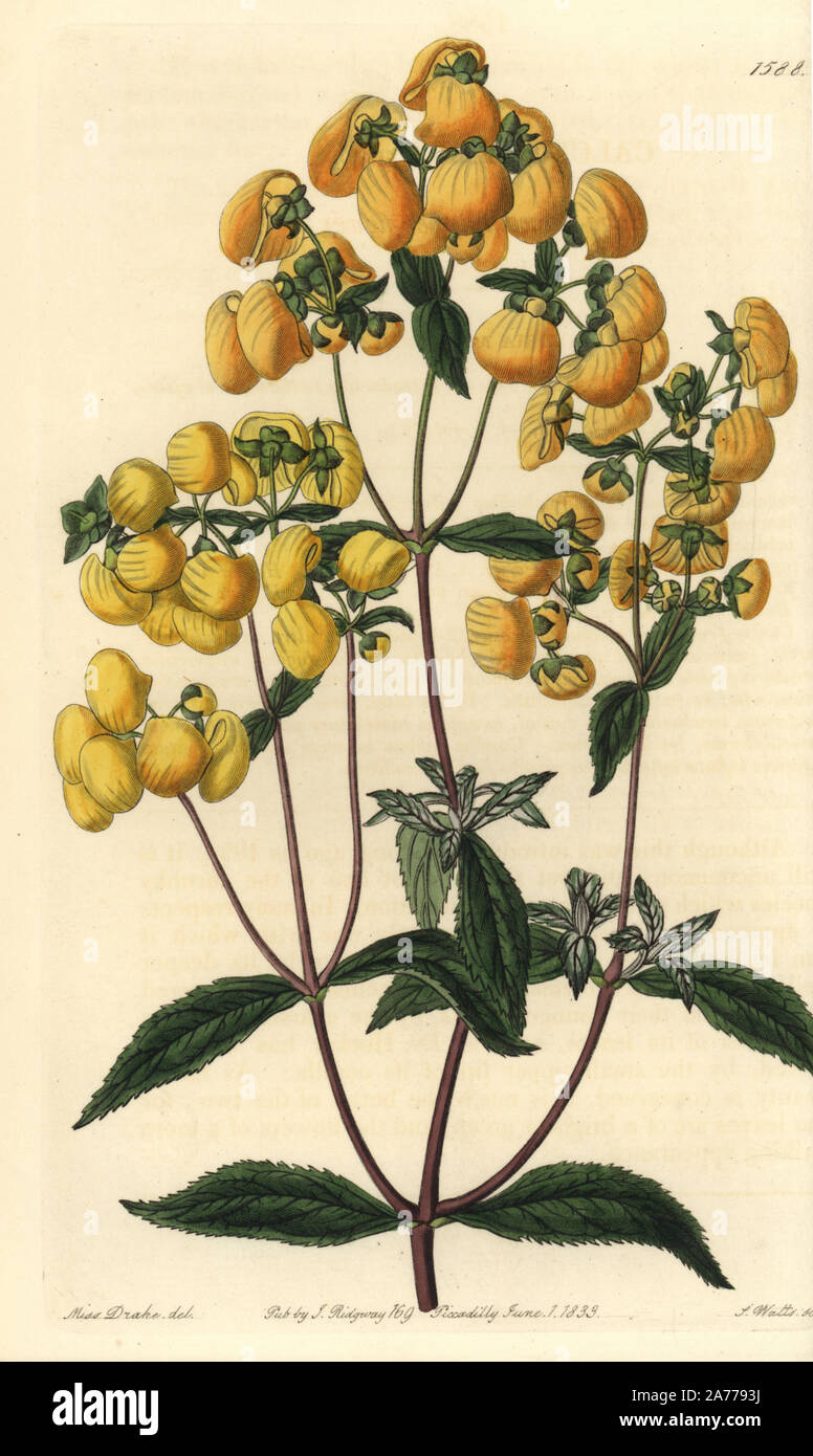 Calceolaria integrifolia (Sage-leaved slipper flower, Calceolaria rugosa). Handcoloured copperplate engraving by S. Watts after an illustration by Miss Drake from Sydenham Edwards' "The Botanical Register," London, Ridgway, 1833. Sarah Anne Drake (1803-1857) drew over 1,300 plates for the botanist John Lindley, including many orchids. Stock Photo