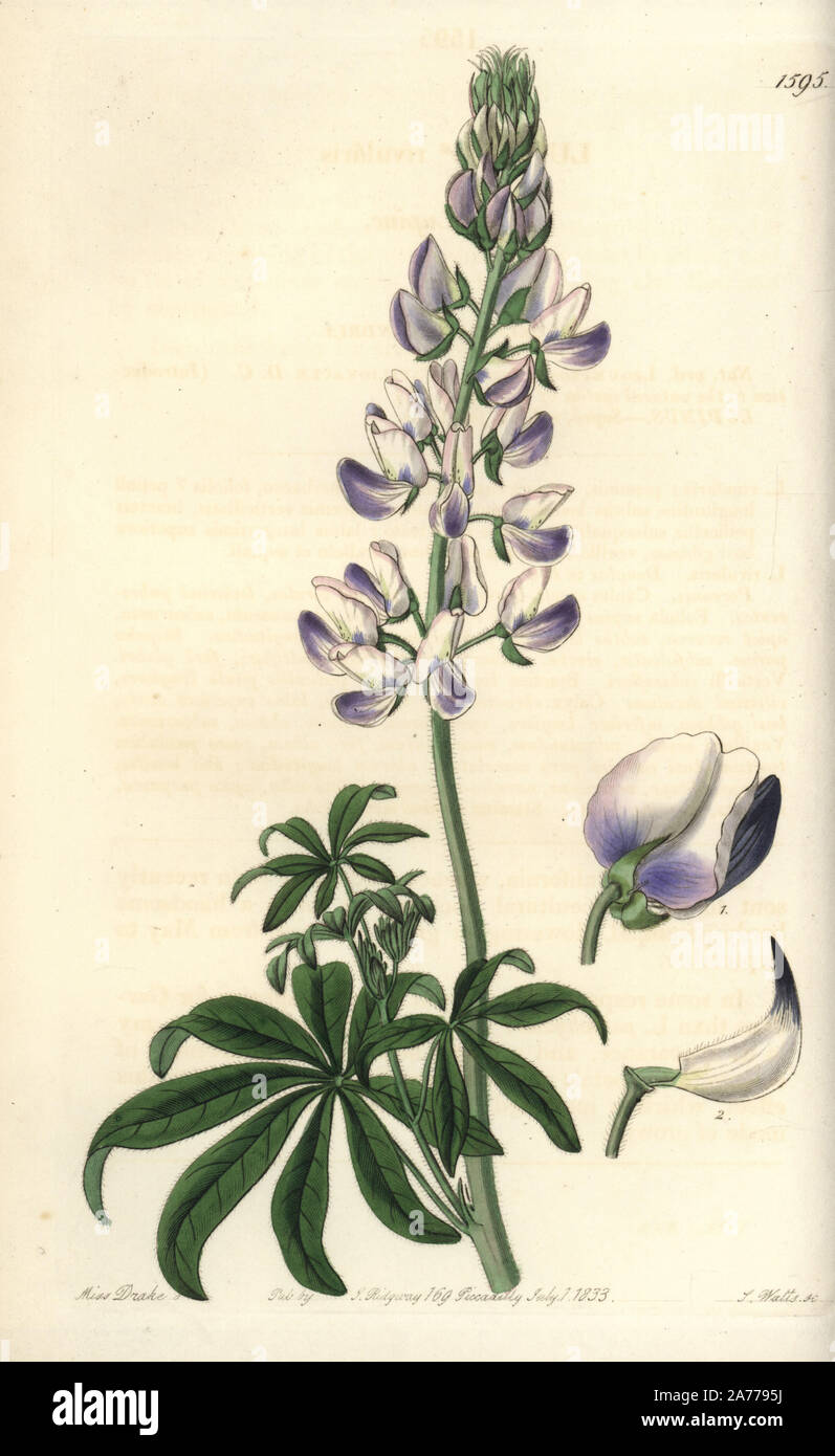 Riverbank lupine, Lupinus rivularis. Handcoloured copperplate engraving by S. Watts after an illustration by Miss Drake from Sydenham Edwards' 'The Botanical Register,' London, Ridgway, 1833. Sarah Anne Drake (1803-1857) drew over 1,300 plates for the botanist John Lindley, including many orchids. Stock Photo