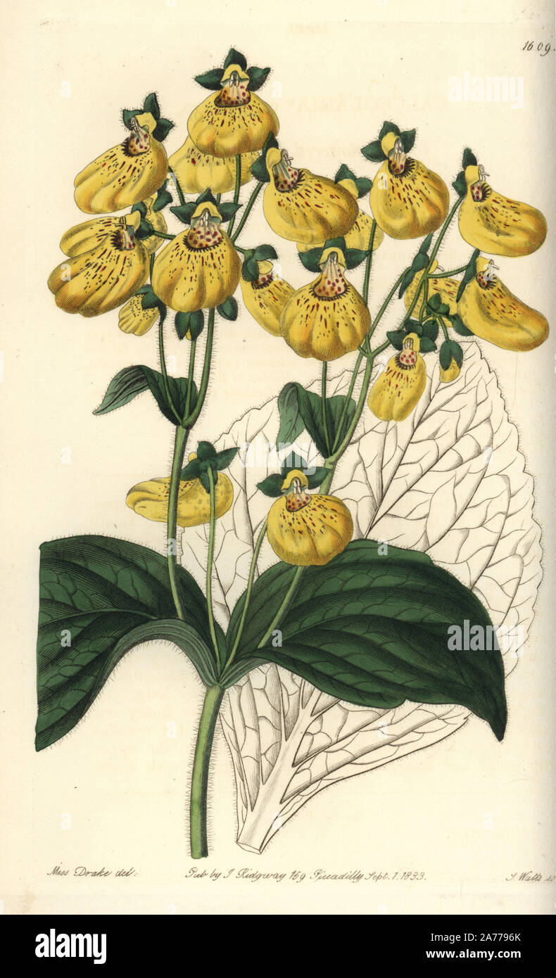 Crenate-flowered calceolaria, Calceolaria crenatiflora. Handcoloured copperplate engraving by S. Watts after an illustration by Miss Drake from Sydenham Edwards' 'The Botanical Register,' London, Ridgway, 1833. Sarah Anne Drake (1803-1857) drew over 1,300 plates for the botanist John Lindley, including many orchids. Stock Photo