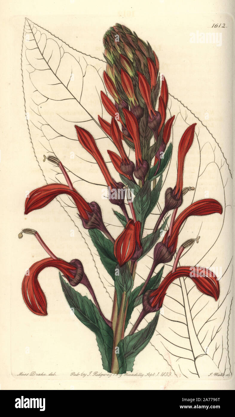 Tupa poison plant, Lobelia tupa. Handcoloured copperplate engraving by S. Watts after an illustration by Miss Drake from Sydenham Edwards' 'The Botanical Register,' London, Ridgway, 1833. Sarah Anne Drake (1803-1857) drew over 1,300 plates for the botanist John Lindley, including many orchids. Stock Photo