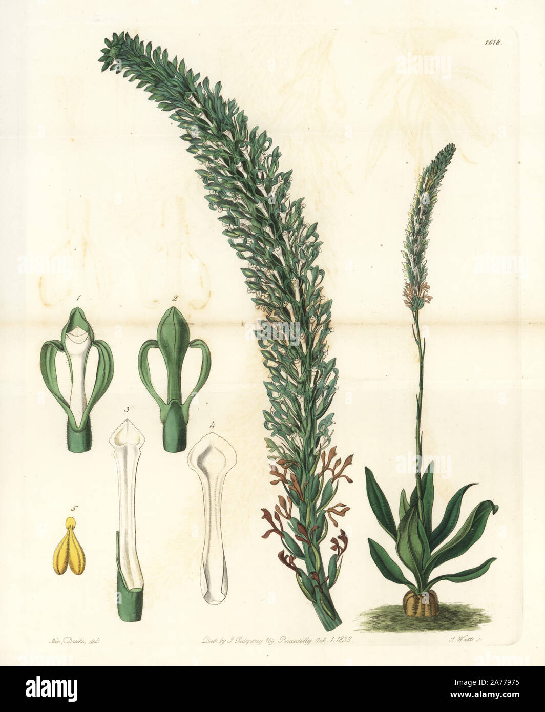 Lizard's tongue orchid, Sauroglossum nitidum. Tall lizard's tongue, Sauroglossum elatum. Handcoloured copperplate engraving by S. Watts after an illustration by Miss Drake from Sydenham Edwards' 'The Botanical Register,' London, Ridgway, 1833. Sarah Anne Drake (1803-1857) drew over 1,300 plates for the botanist John Lindley, including many orchids. Stock Photo