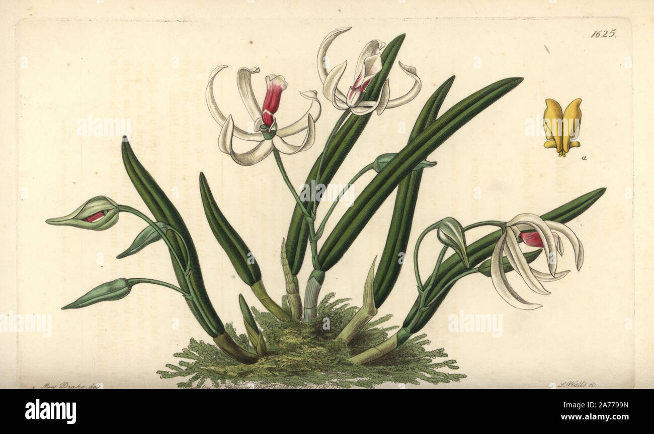 Two-coloured leptotes orchid, Leptotes bicolor. Handcoloured copperplate engraving by S. Watts after an illustration by Miss Drake from Sydenham Edwards' 'The Botanical Register,' London, Ridgway, 1833. Sarah Anne Drake (1803-1857) drew over 1,300 plates for the botanist John Lindley, including many orchids. Stock Photo