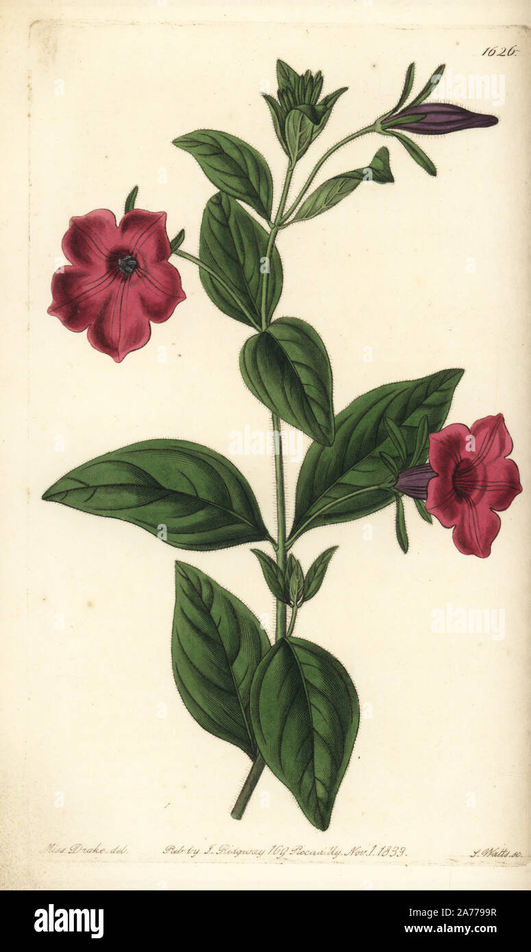 Violet-flowered petunia, Petunia integrifolia. Purple petunia, Petunia violacea. Handcoloured copperplate engraving by S. Watts after an illustration by Miss Drake from Sydenham Edwards' 'The Botanical Register,' London, Ridgway, 1833. Sarah Anne Drake (1803-1857) drew over 1,300 plates for the botanist John Lindley, including many orchids. Stock Photo