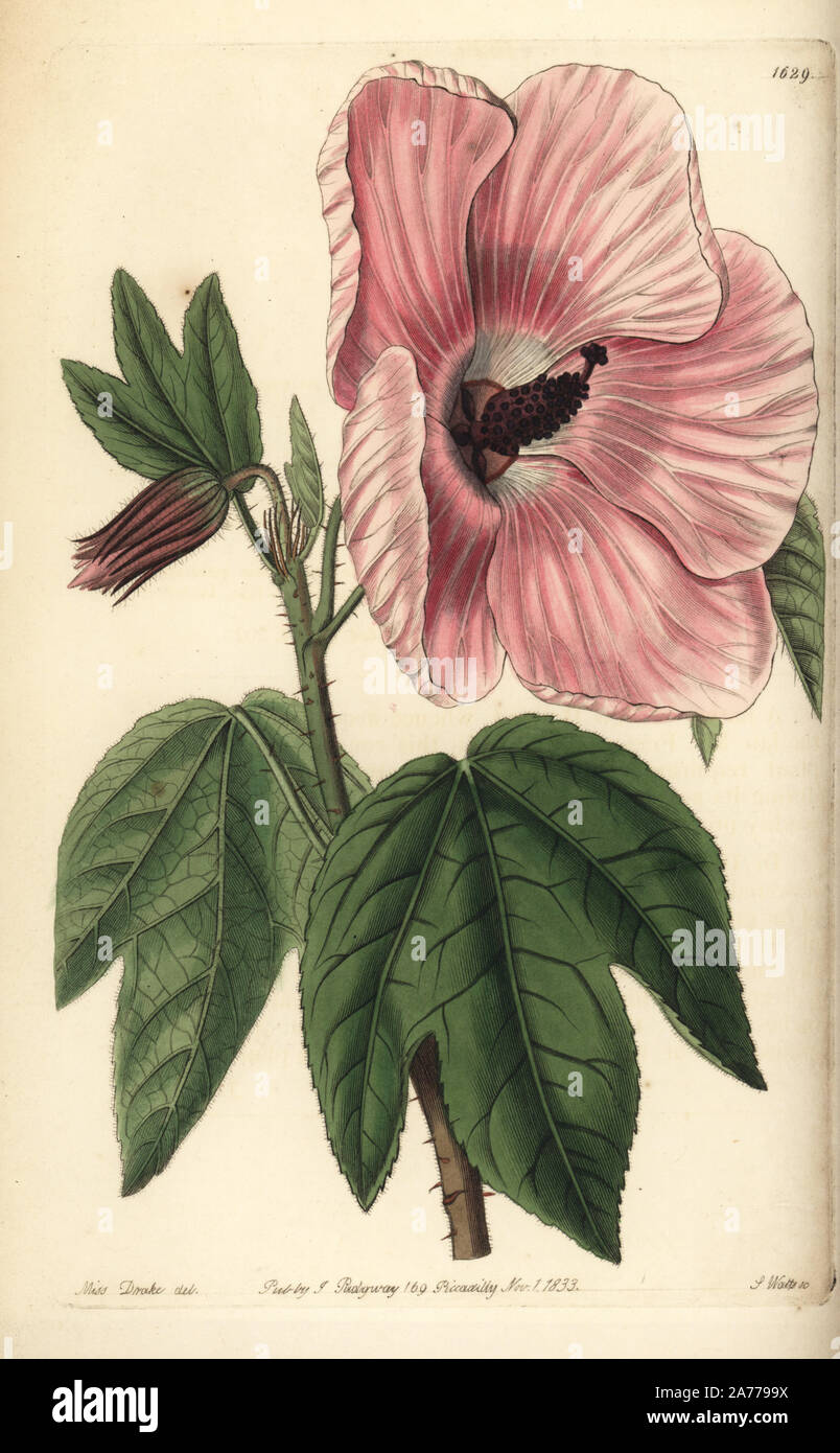 Splendid hibiscus, Hibiscus splendens. Handcoloured copperplate engraving by S. Watts after an illustration by Miss Drake from Sydenham Edwards' 'The Botanical Register,' London, Ridgway, 1833. Sarah Anne Drake (1803-1857) drew over 1,300 plates for the botanist John Lindley, including many orchids. Stock Photo
