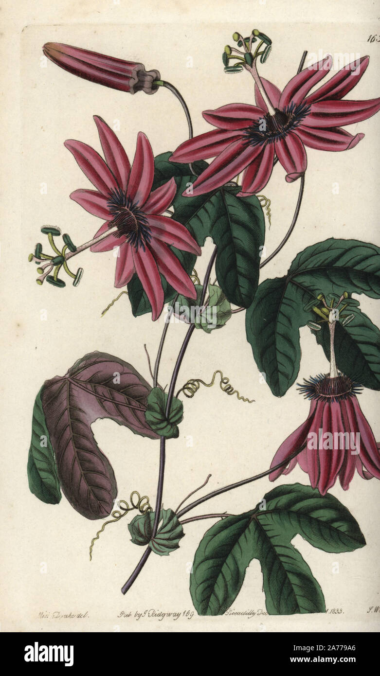Crimson passionflower, Passiflora kermesina. Handcoloured copperplate engraving by S. Watts after an illustration by Miss Drake from Sydenham Edwards' 'The Botanical Register,' London, Ridgway, 1833. Sarah Anne Drake (1803-1857) drew over 1,300 plates for the botanist John Lindley, including many orchids. Stock Photo