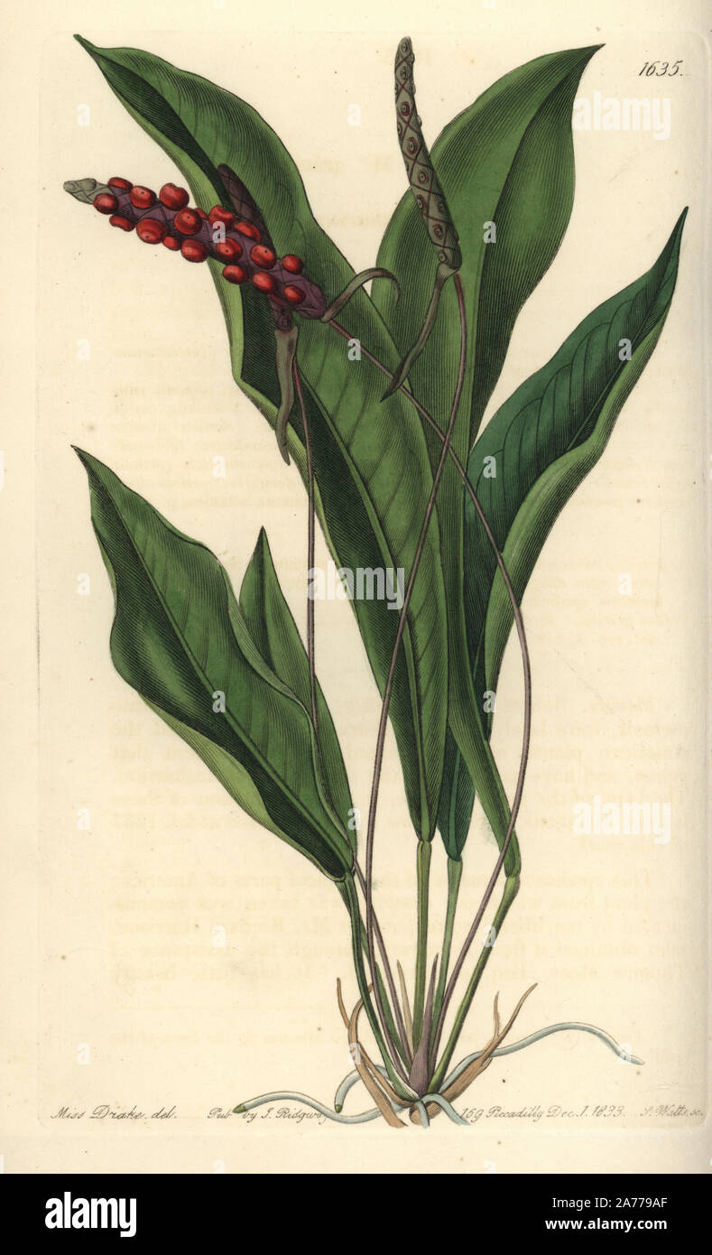 Slender anthurium, Anthurium gracile. Handcoloured copperplate engraving by S. Watts after an illustration by Miss Drake from Sydenham Edwards' 'The Botanical Register,' London, Ridgway, 1833. Sarah Anne Drake (1803-1857) drew over 1,300 plates for the botanist John Lindley, including many orchids. Stock Photo