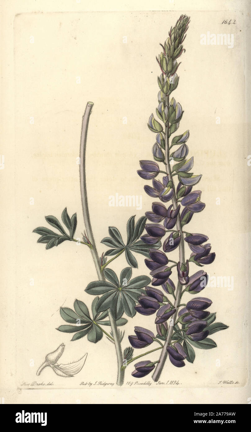Silver or white-leaved lupine, Lupinus albifrons. Handcoloured copperplate engraving by S. Watts after an illustration by Miss Drake from Sydenham Edwards' 'The Botanical Register,' London, Ridgway, 1833. Sarah Anne Drake (1803-1857) drew over 1,300 plates for the botanist John Lindley, including many orchids. Stock Photo