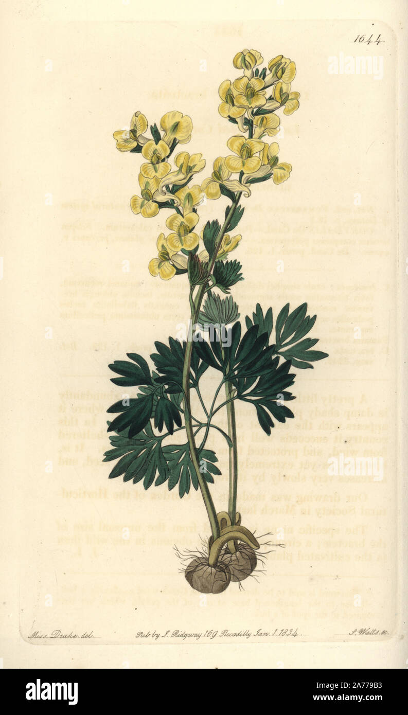 Large-bracted corydalis, Corydalis bracteata. Handcoloured copperplate engraving by S. Watts after an illustration by Miss Drake from Sydenham Edwards' 'The Botanical Register,' London, Ridgway, 1833. Sarah Anne Drake (1803-1857) drew over 1,300 plates for the botanist John Lindley, including many orchids. Stock Photo
