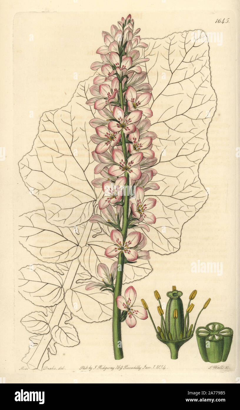 Sowthistle-leaved francoa, Francoa appendiculata. Handcoloured copperplate engraving by S. Watts after an illustration by Miss Drake from Sydenham Edwards' 'The Botanical Register,' London, Ridgway, 1833. Sarah Anne Drake (1803-1857) drew over 1,300 plates for the botanist John Lindley, including many orchids. Stock Photo