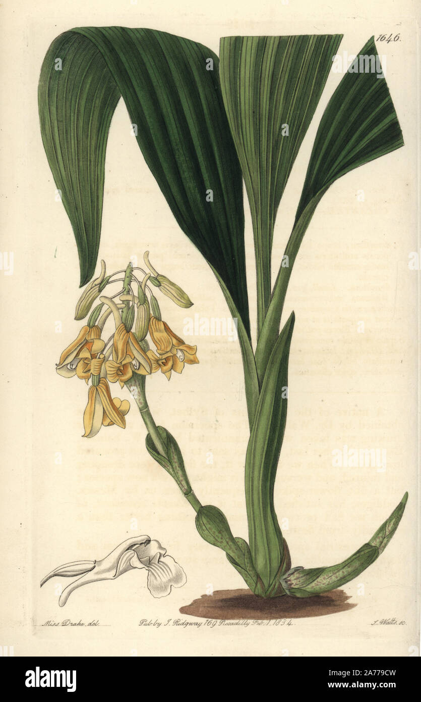 Clustered calanthe orchid, Calanthe densiflora. Handcoloured copperplate engraving by S. Watts after an illustration by Miss Drake from Sydenham Edwards' 'The Botanical Register,' London, Ridgway, 1833. Sarah Anne Drake (1803-1857) drew over 1,300 plates for the botanist John Lindley, including many orchids. Stock Photo